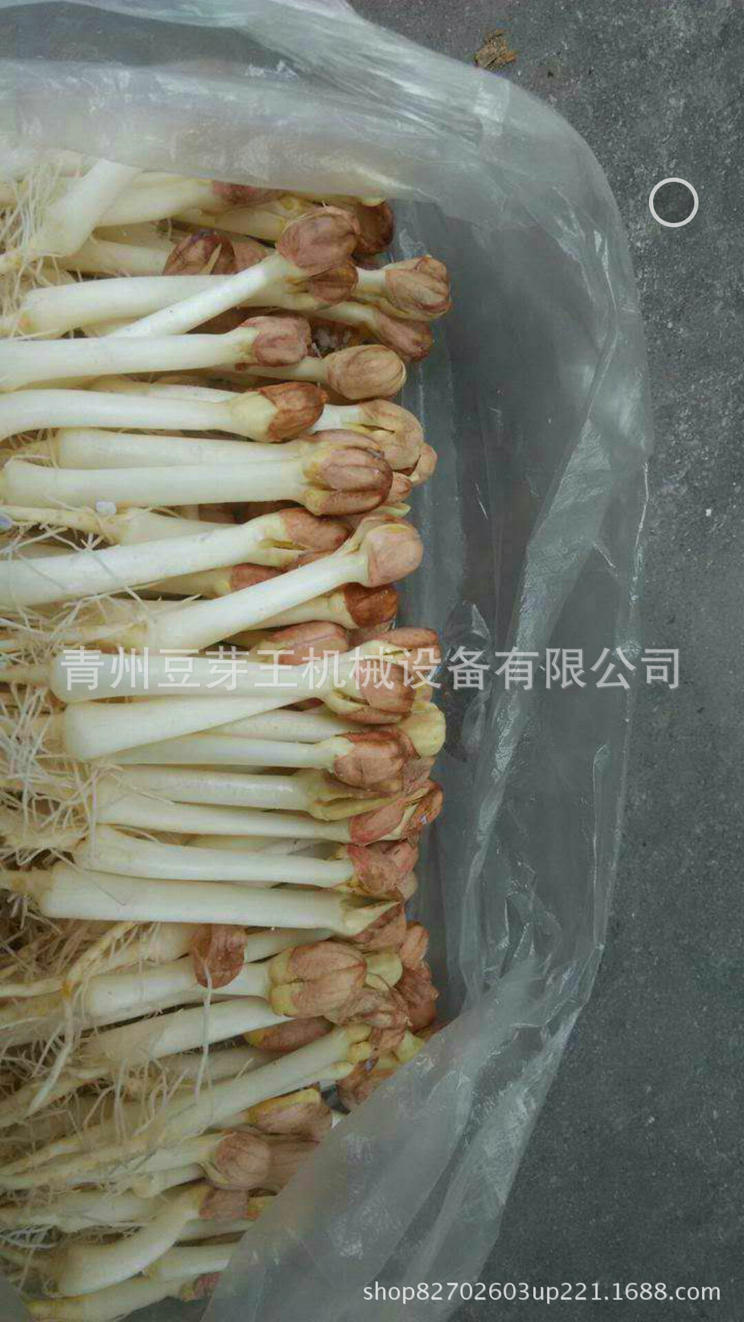 手机相册S70619-20193468