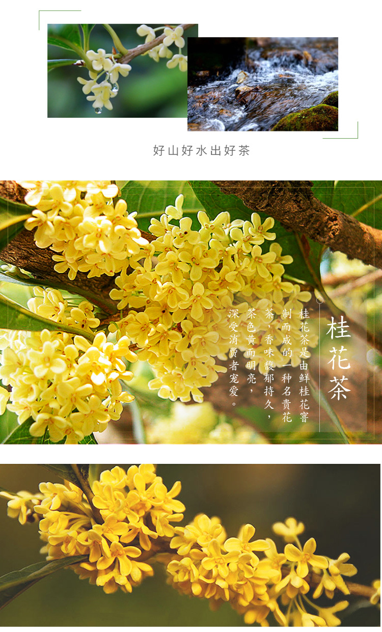 桂花_07