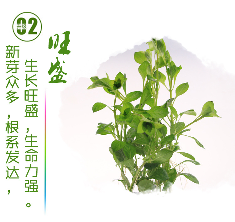 翡翠丁香_03.jpg