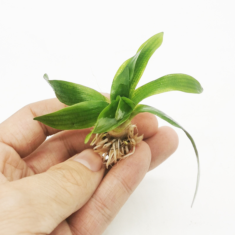 龙舌兰-主图3.jpg