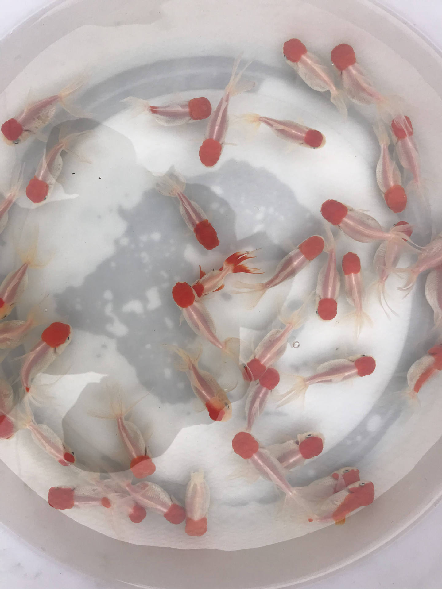 d276b7de15ecc67be31cdc89ad5c32