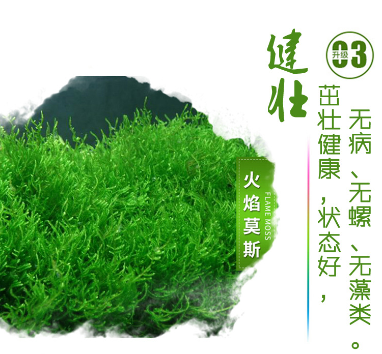 火焰莫斯