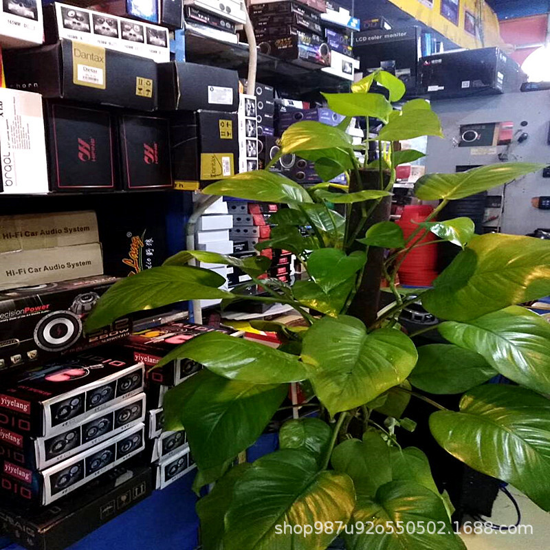 096DF00287AE7A15EE0214F6420917