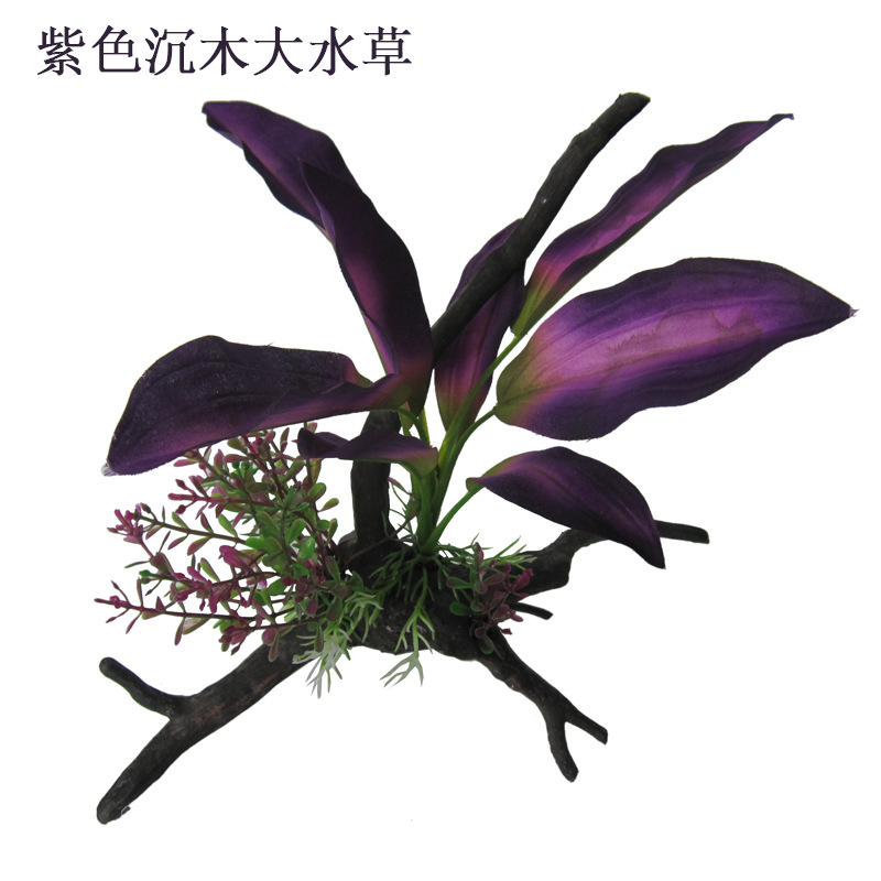 紫色大沉木水草