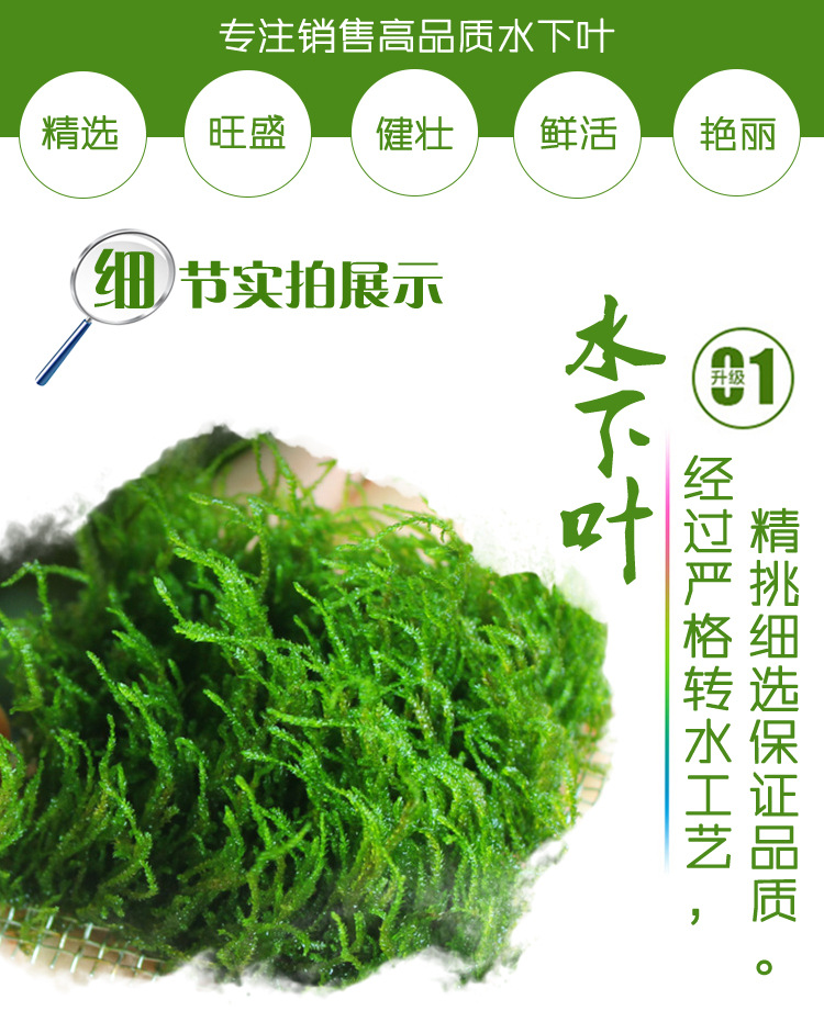 火焰莫斯