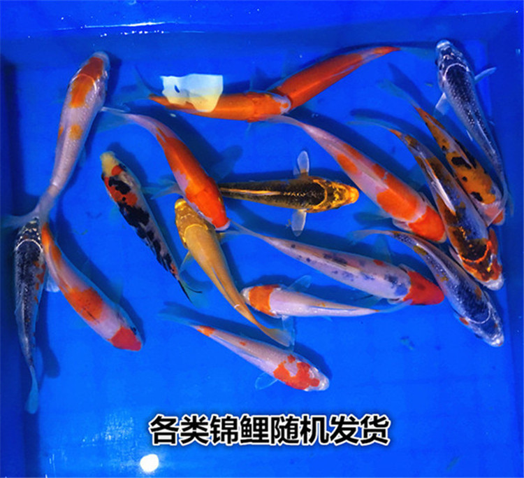 TB2lTgloyMnBKNjSZFCXXX0KFXa_!!