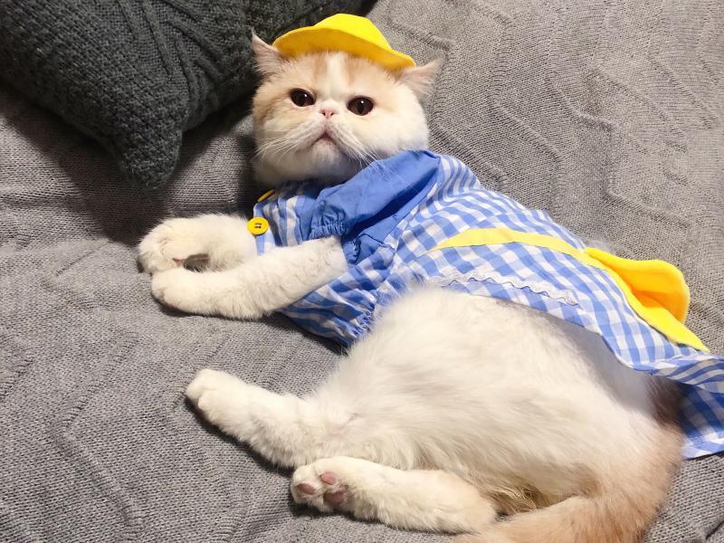 O1CN01DIX4z21ijEDIpB0B7_!!2844