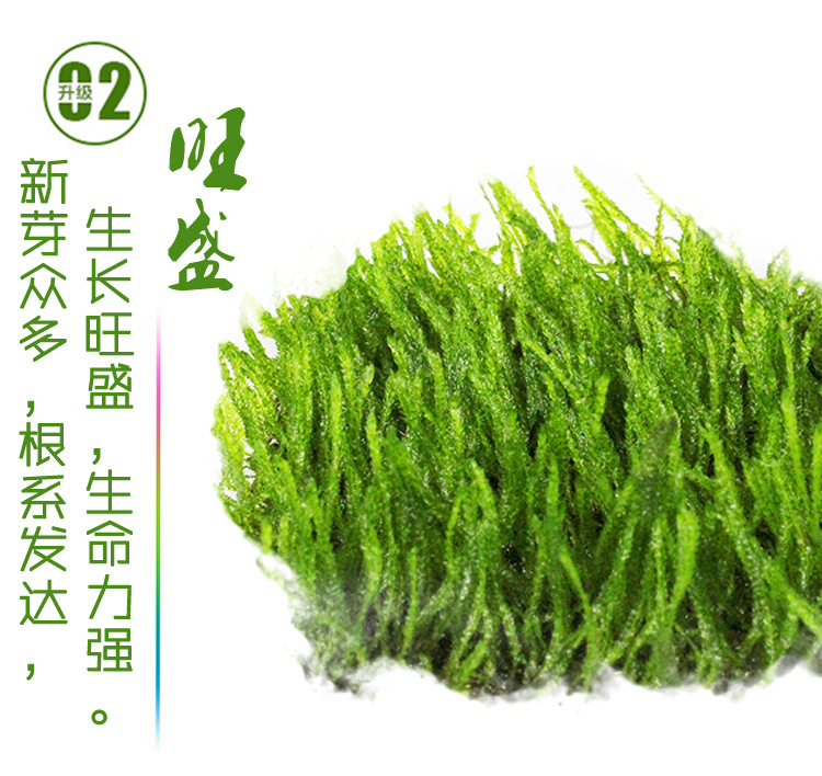 火焰莫斯