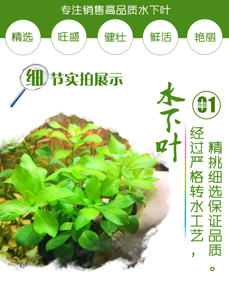 翡翠丁香_02.jpg