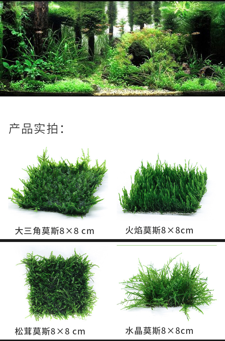 莫斯水草合集_01