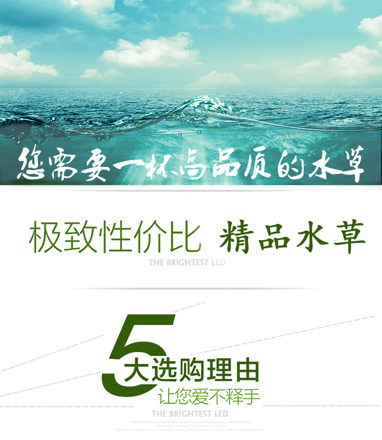 翡翠丁香_01.jpg