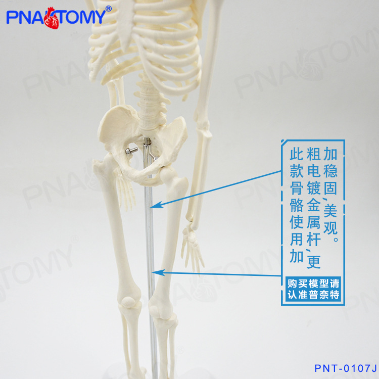 45CM白色骨骼15