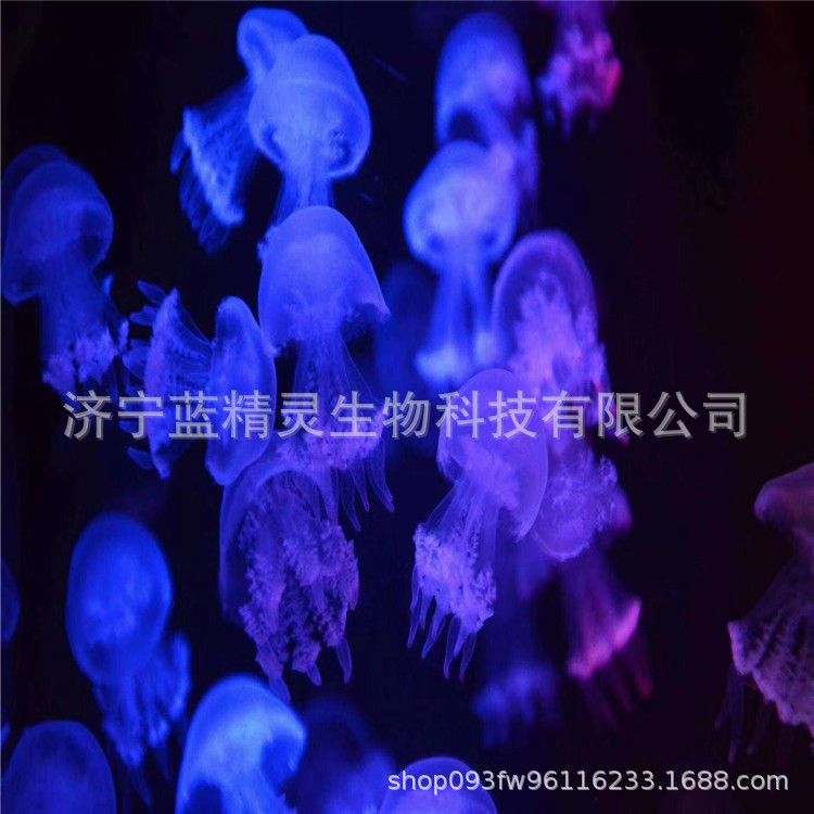 赤月水母.jpg