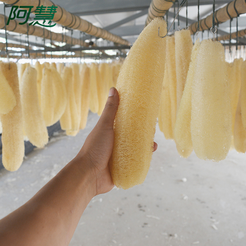 小丝瓜-2-1.jpg