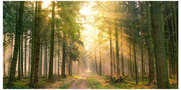 O1CN01eAz5E4229JSKLr3YR_!!3614