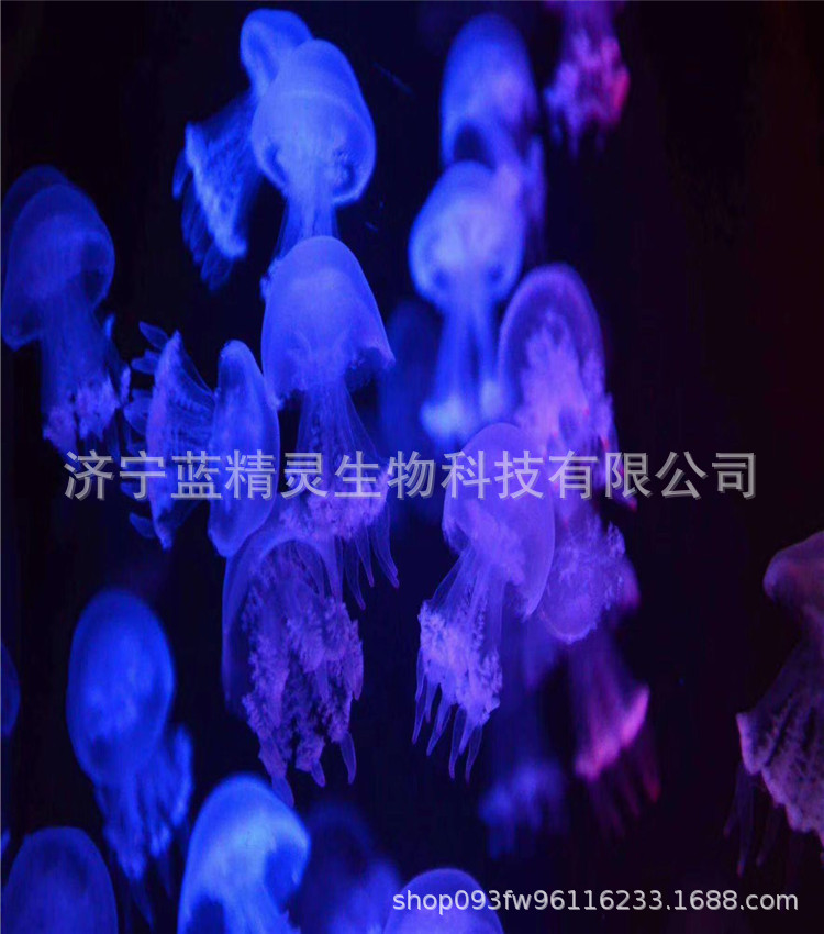 赤月水母_副本.jpg