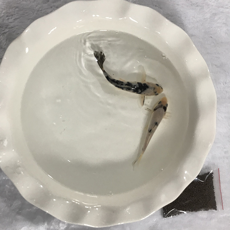 d101155db657d77f026be8194bc497