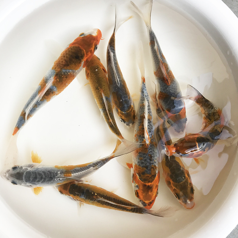 2f23098e20cf8070e1010d4e85b42b