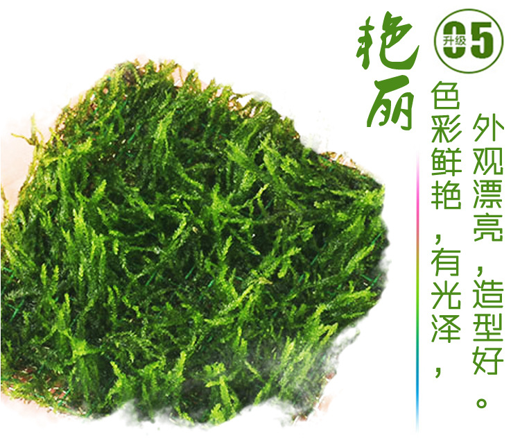 火焰莫斯