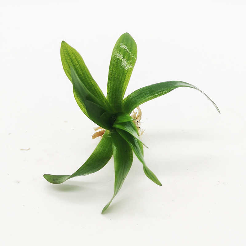 龙舌兰-主图1.jpg