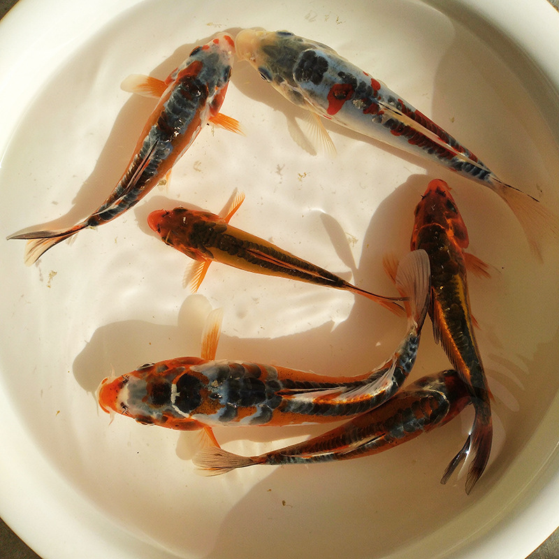 bcc989054ba25094ca9f57daca363a