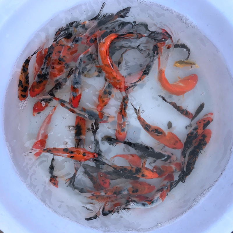 1271b5eaa80c2eac9d7734c8417856