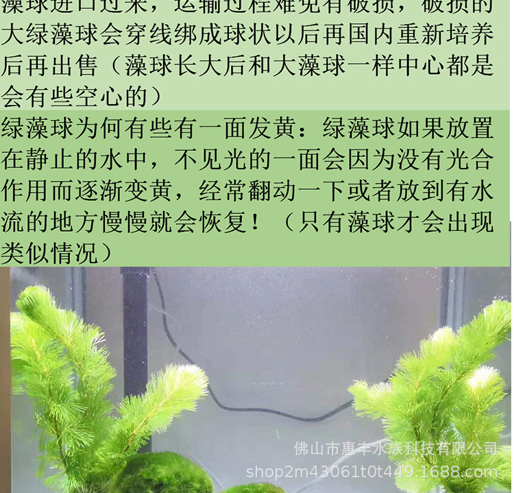 绿藻球详情页_03.jpg