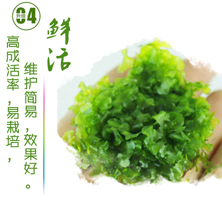 火焰莫斯