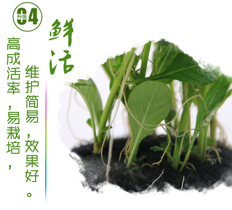 翡翠丁香_05.jpg