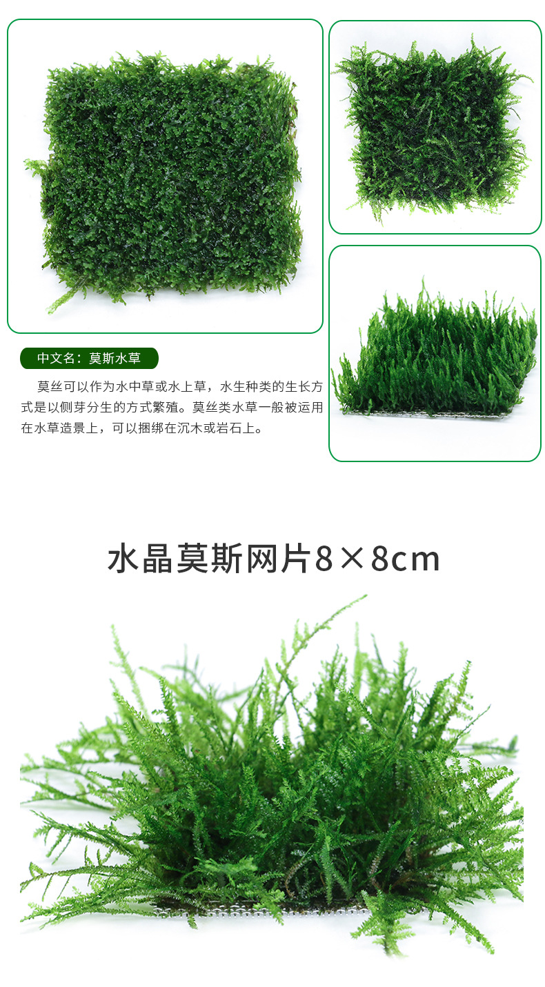 莫斯水草合集_04