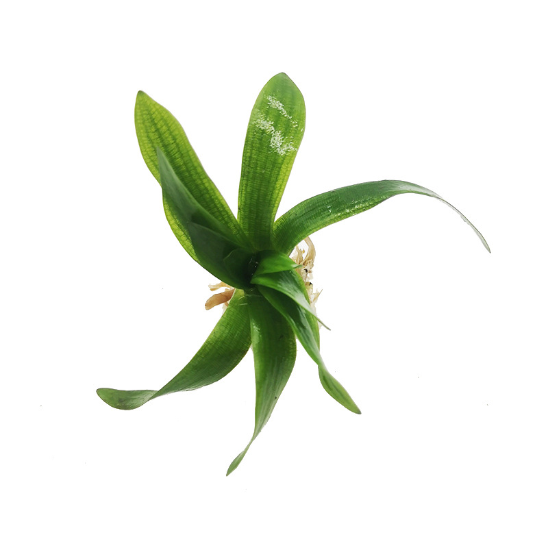 龙舌兰-主图-白底.jpg