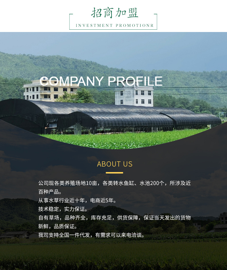 莫斯水草合集_08