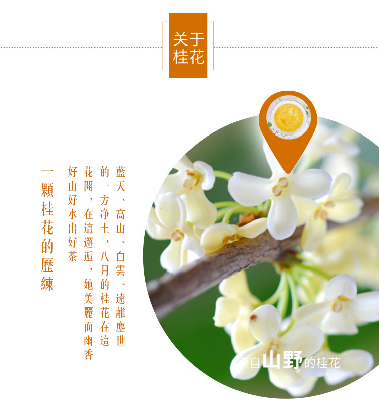 桂花_06
