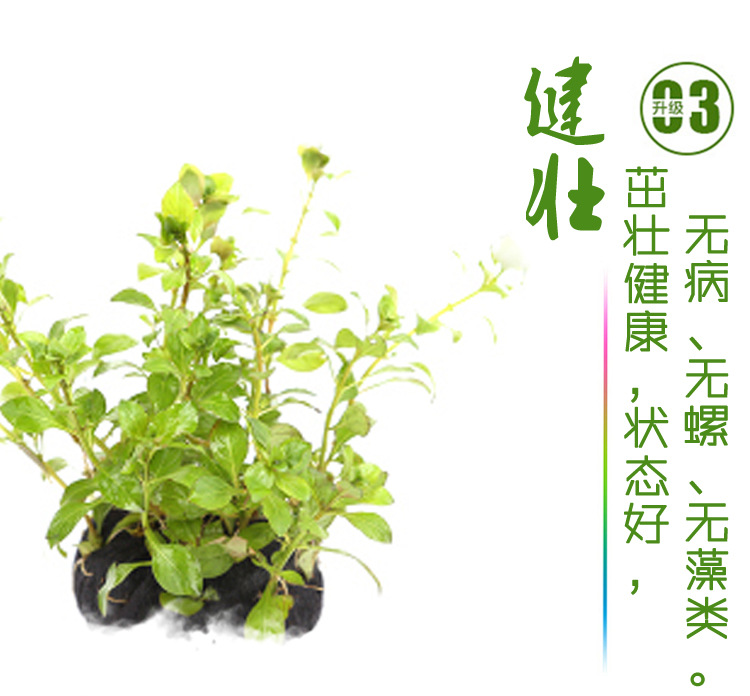 翡翠丁香_04.jpg