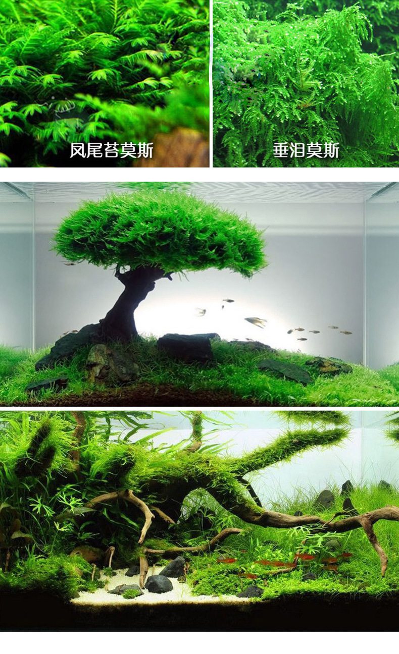 莫斯水草合集_06