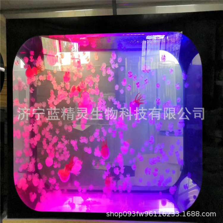 赤月水母1.jpg