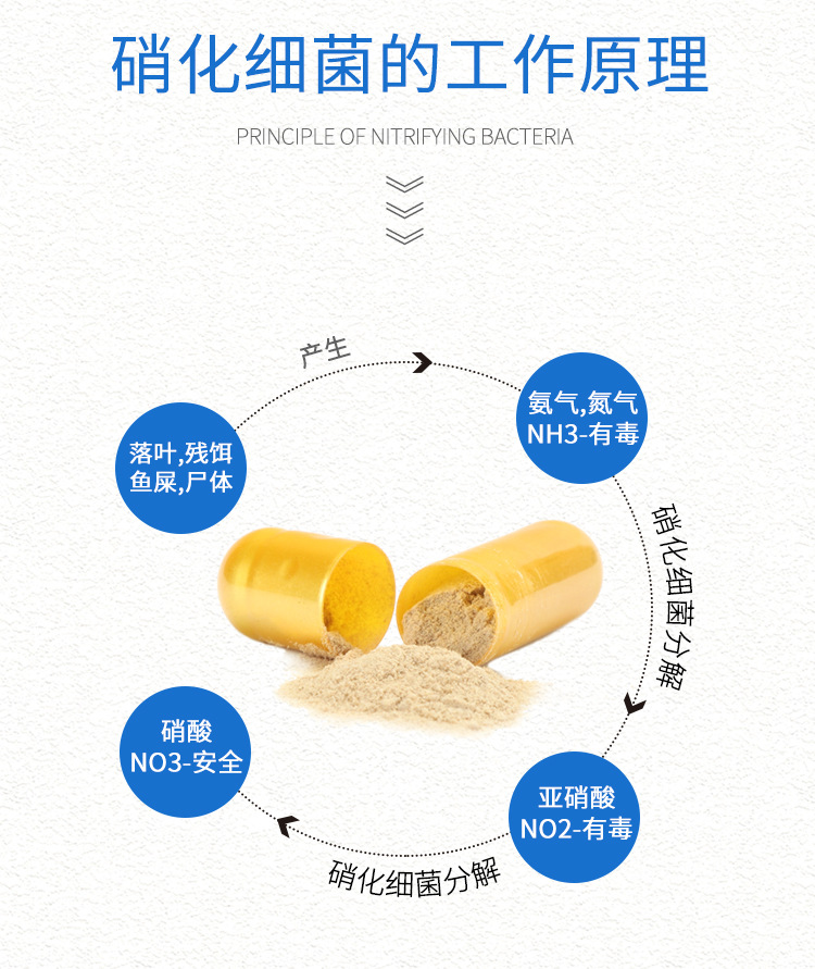 硝化细菌胶囊1_09