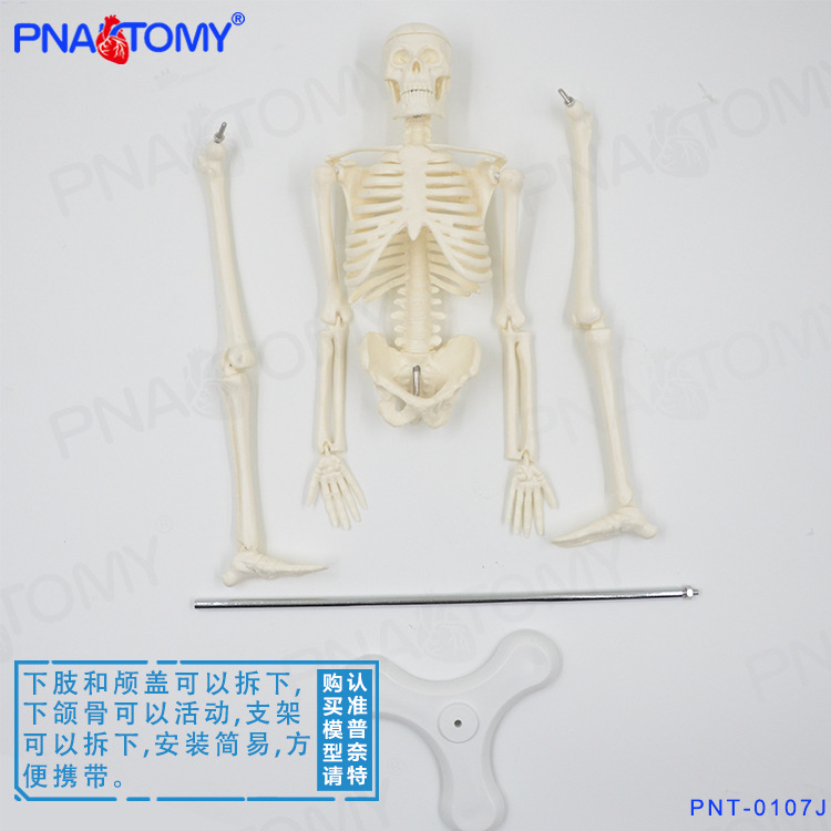 45CM白色骨骼12