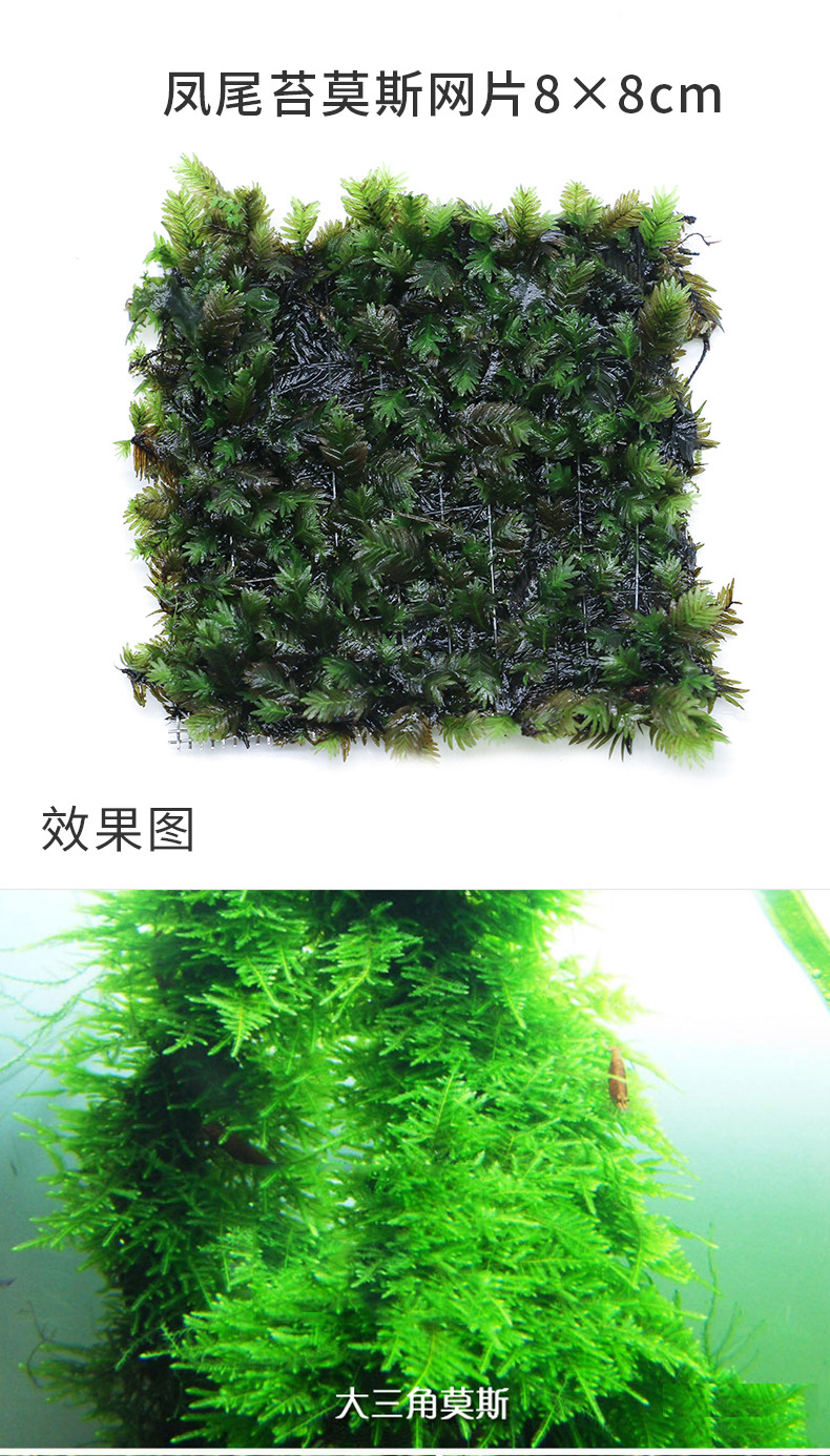 莫斯水草合集_05