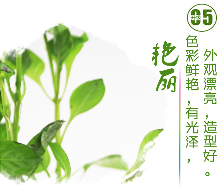 翡翠丁香_06.jpg