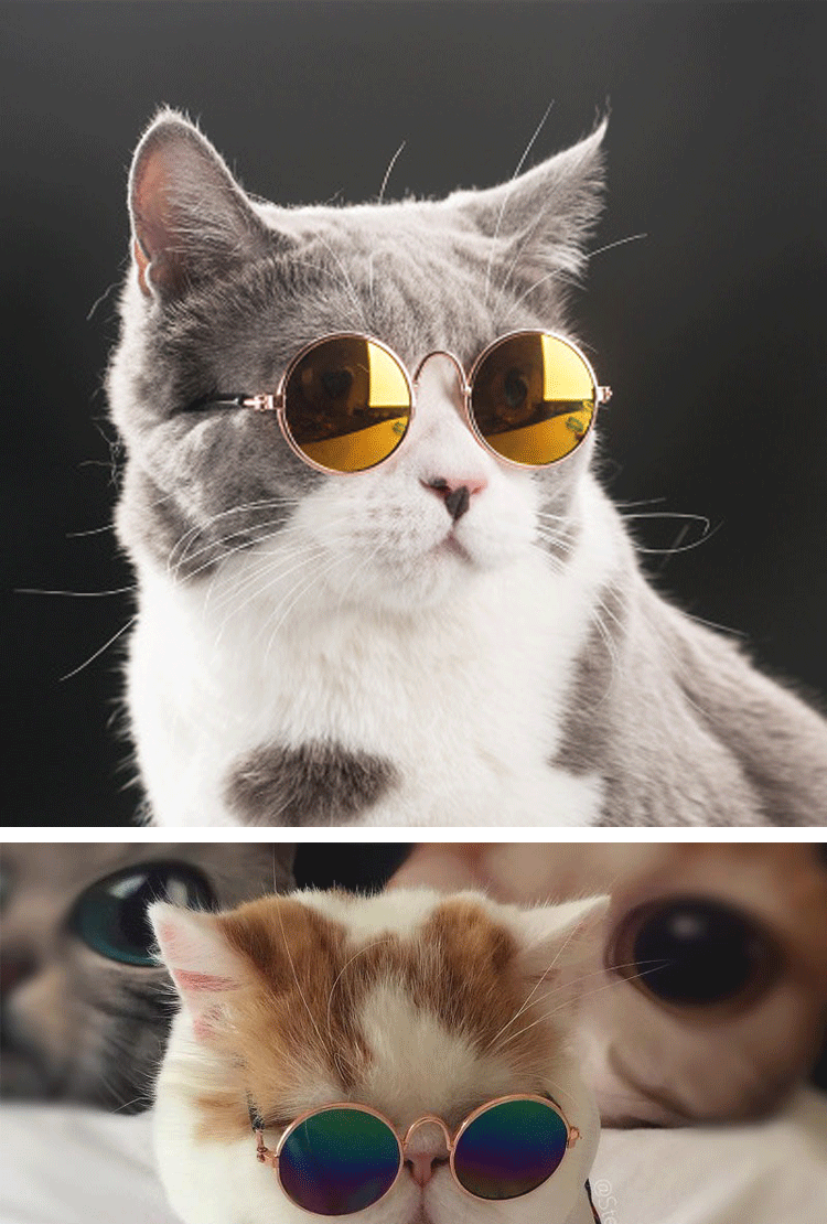 宠物眼镜图片_01