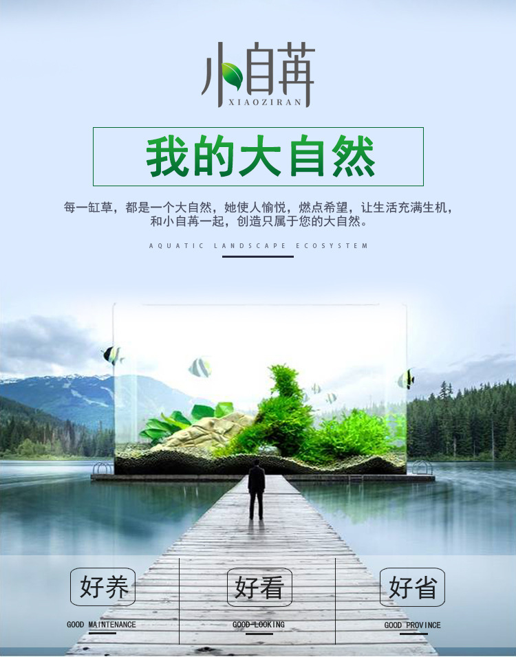 1水草详情-我的大自然