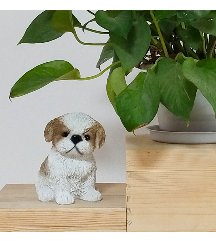小西施幼犬_02.jpg