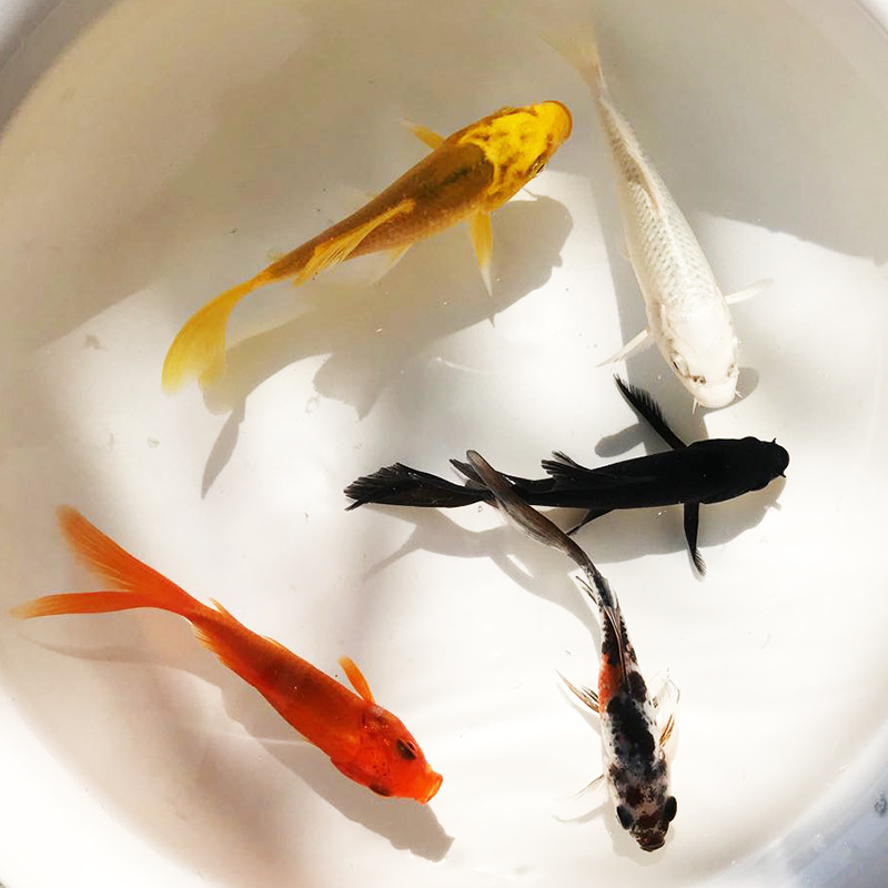 06e3382ae24594aff42c0ffd7e70fe