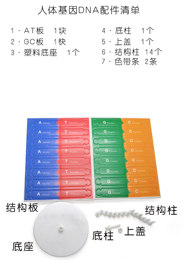 人体基因DNA配件清单.jpg