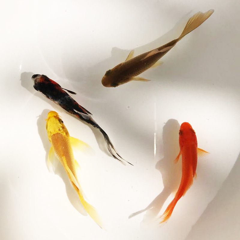 25917bd16065b3231c739902b86e07