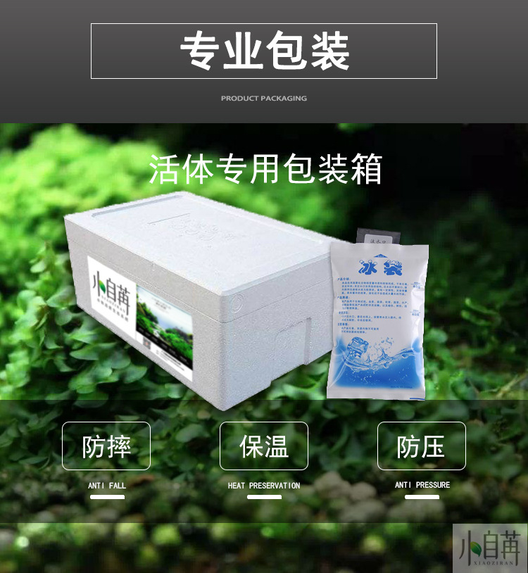 4水草详情-专业包装