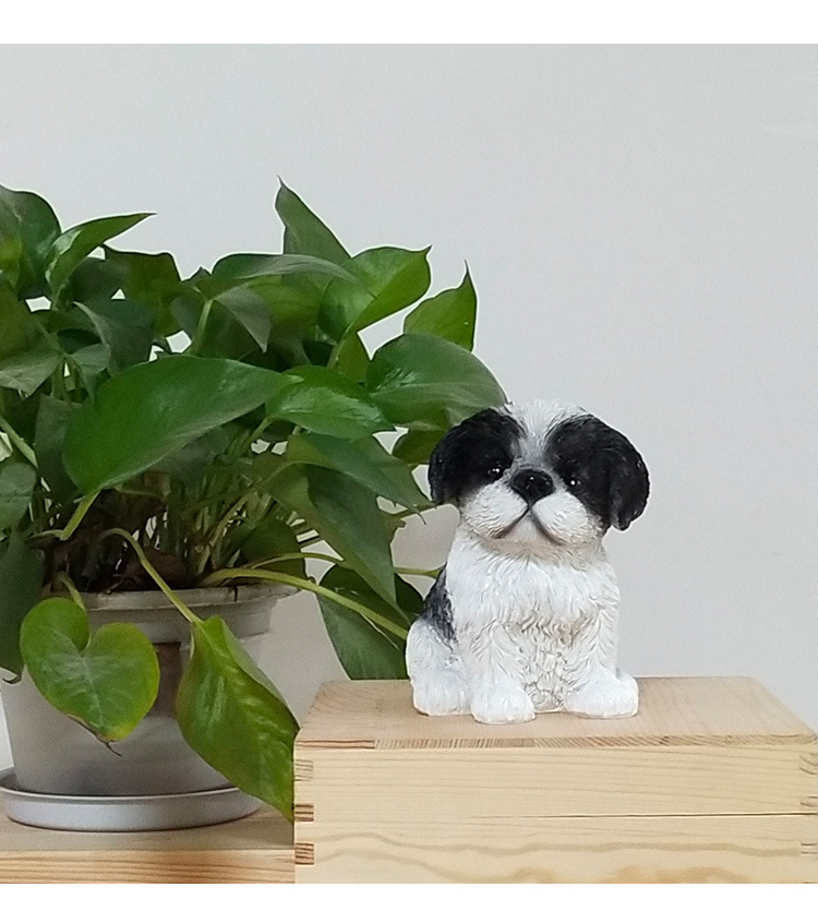小西施幼犬_03.jpg