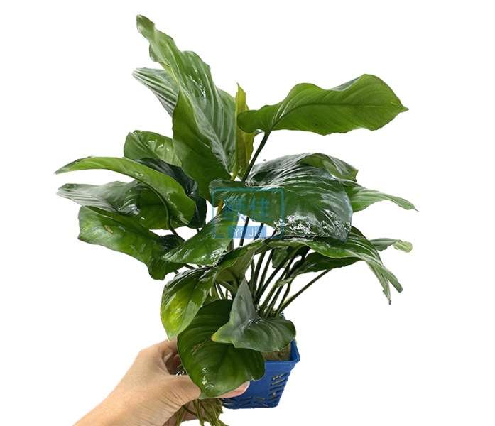 双头中榕详情12