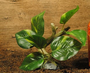 微信图片_20200319141213